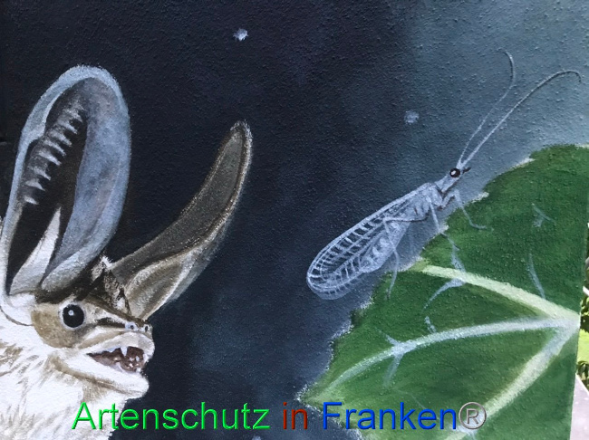 © Artenschutz in Franken® Bild zum Eintrag (1091875-160)
