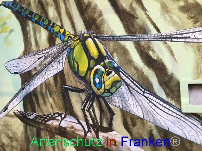 © Artenschutz in Franken® Bild zum Eintrag (1091950-160)