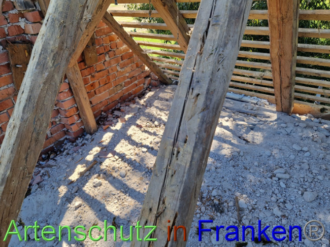 © Artenschutz in Franken® Bild zum Eintrag (1092185-160)