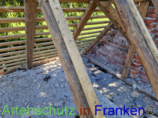 © Artenschutz in Franken® Bild zum Eintrag (1092190-160)