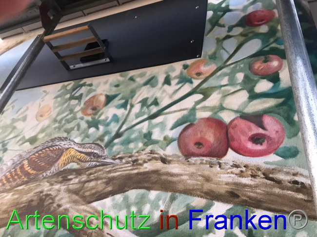 © Artenschutz in Franken® Bild zum Eintrag (1092319-160)
