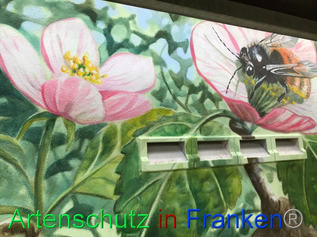 © Artenschutz in Franken® Bild zum Eintrag (1092642-160)