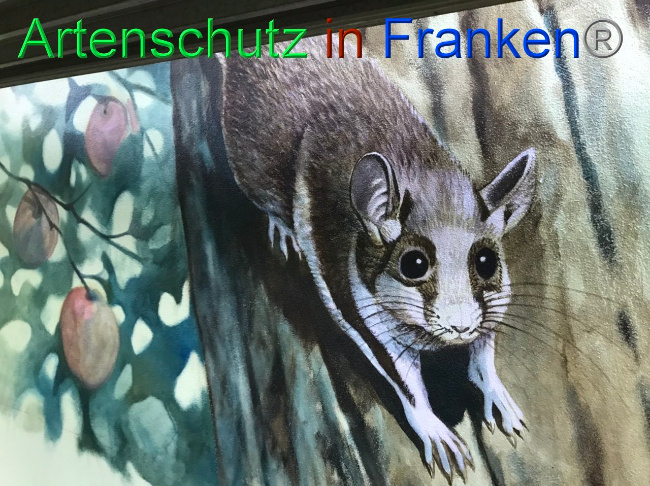 © Artenschutz in Franken® Bild zum Eintrag (1092643-160)