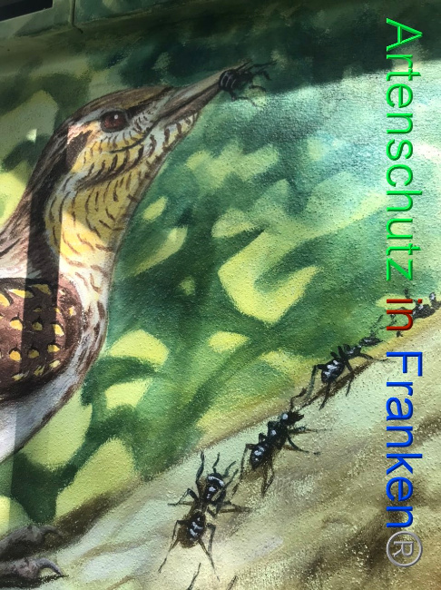© Artenschutz in Franken® Bild zum Eintrag (1092654-160)