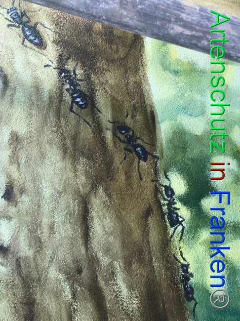 © Artenschutz in Franken® Bild zum Eintrag (1092655-160)