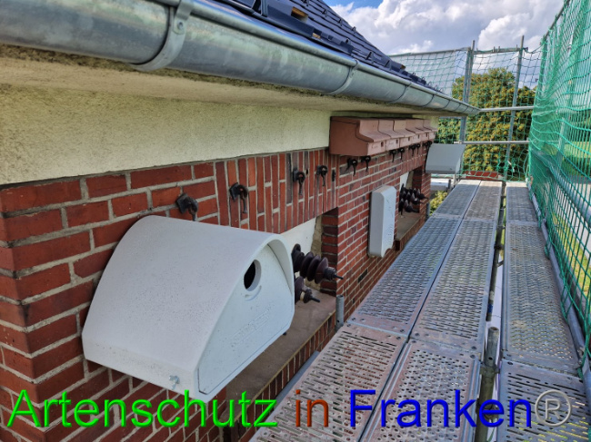 © Artenschutz in Franken® Bild zum Eintrag (1092846-160)