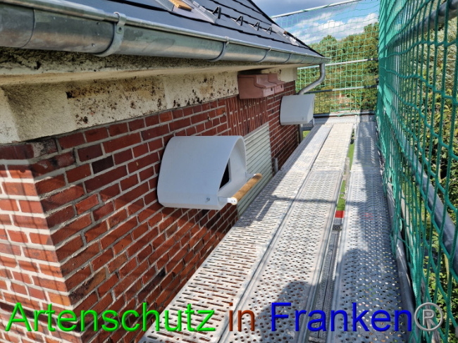 © Artenschutz in Franken® Bild zum Eintrag (1092847-160)
