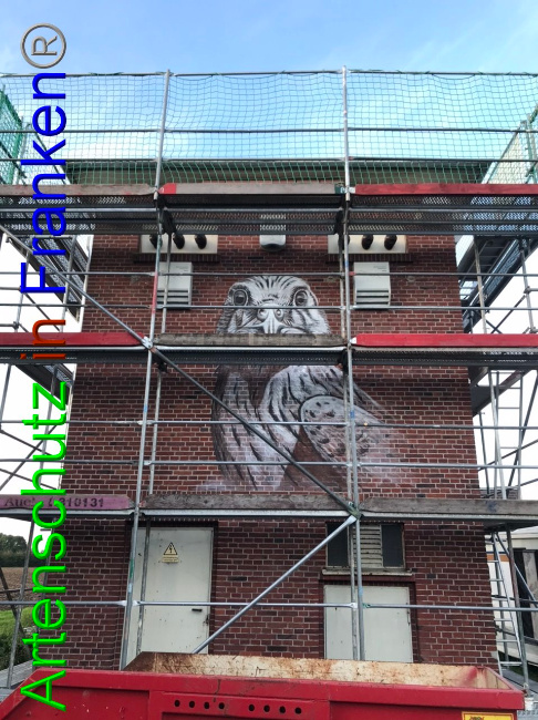 © Artenschutz in Franken® Bild zum Eintrag (1092863-160)
