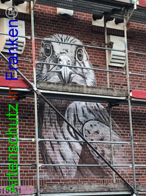 © Artenschutz in Franken® Bild zum Eintrag (1092864-160)