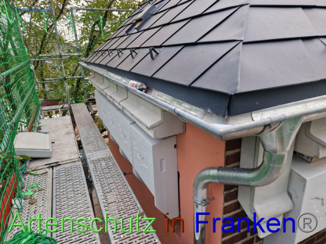 © Artenschutz in Franken® Bild zum Eintrag (1093303-160)