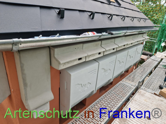 © Artenschutz in Franken® Bild zum Eintrag (1093328-160)