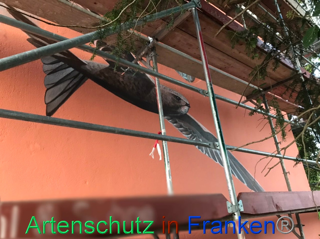 © Artenschutz in Franken® Bild zum Eintrag (1094247-160)