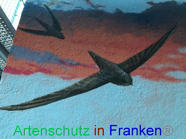 © Artenschutz in Franken® Bild zum Eintrag (1094251-160)