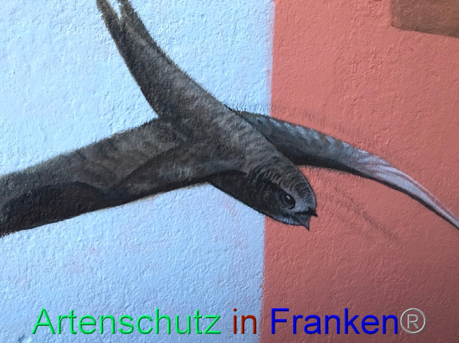 © Artenschutz in Franken® Bild zum Eintrag (1094257-160)