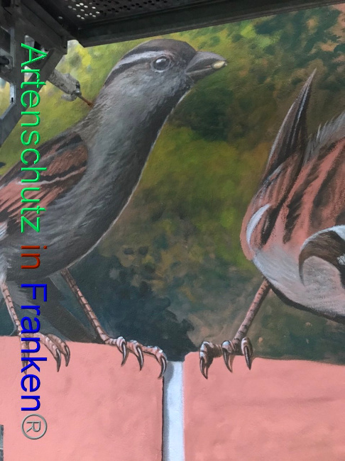 © Artenschutz in Franken® Bild zum Eintrag (1094260-160)