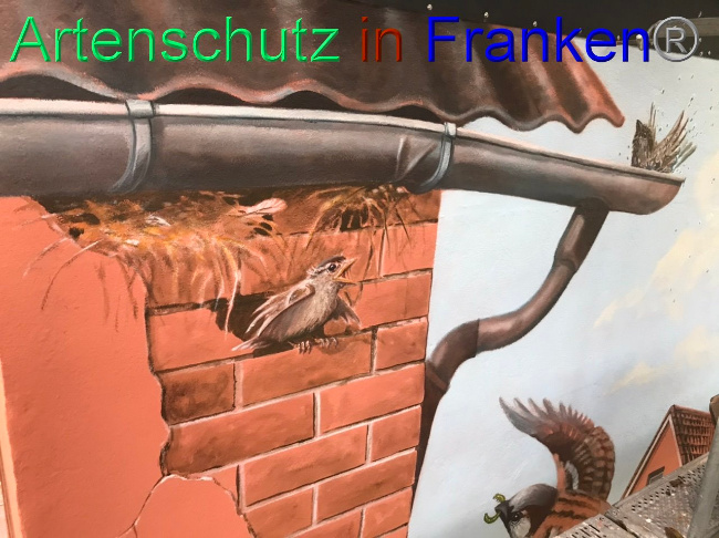 © Artenschutz in Franken® Bild zum Eintrag (1094275-160)