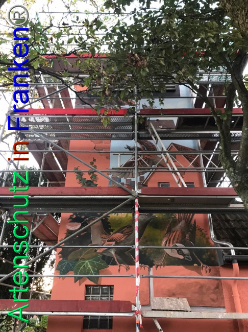 © Artenschutz in Franken® Bild zum Eintrag (1094277-160)