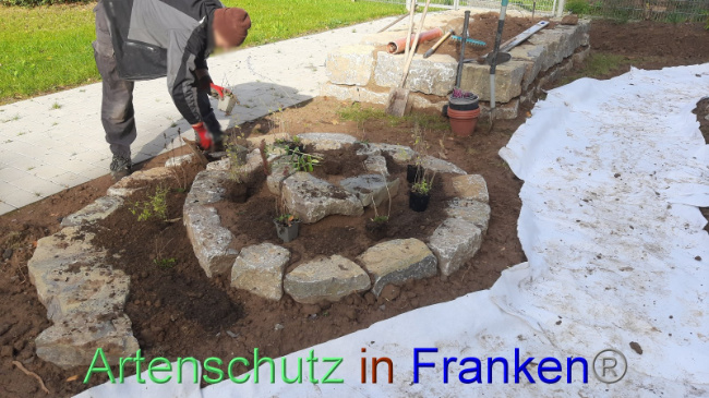© Artenschutz in Franken® Bild zum Eintrag (1094322-160)