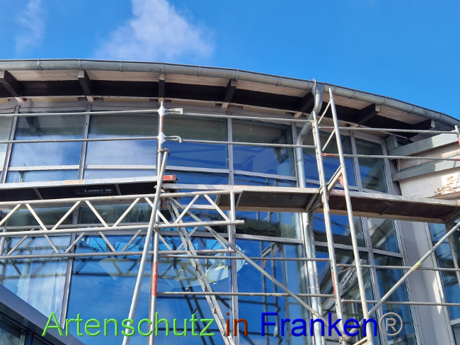 © Artenschutz in Franken® Bild zum Eintrag (1094383-160)