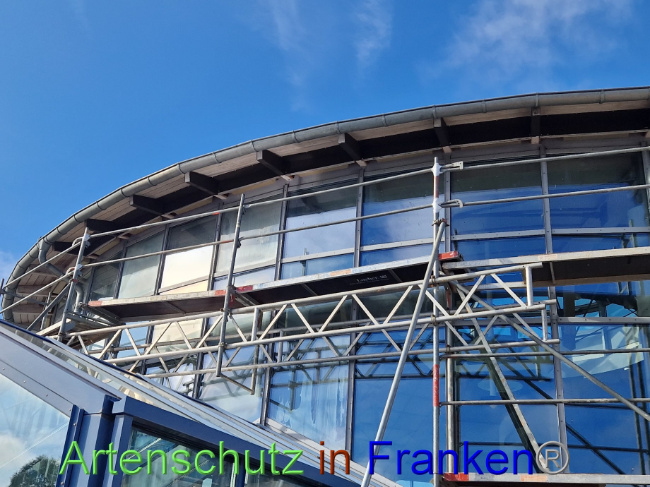 © Artenschutz in Franken® Bild zum Eintrag (1094384-160)