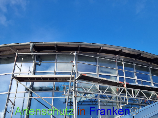 © Artenschutz in Franken® Bild zum Eintrag (1094386-160)