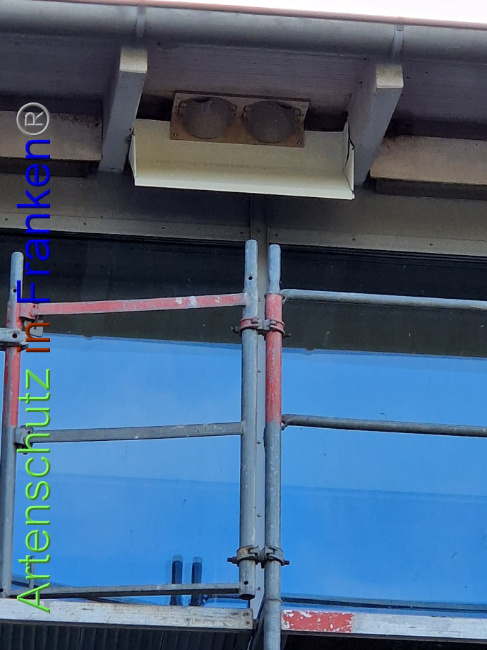 © Artenschutz in Franken® Bild zum Eintrag (1094394-160)