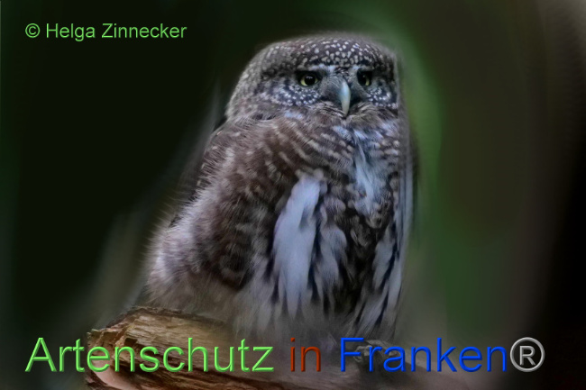 © Artenschutz in Franken® / Helga Zinnecker Bild zum Eintrag (1094542-160)