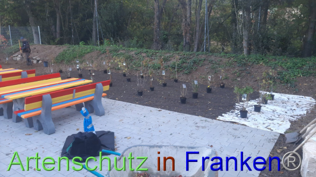 © Artenschutz in Franken® Bild zum Eintrag (1094939-160)