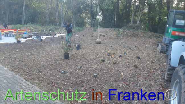 © Artenschutz in Franken® Bild zum Eintrag (1094943-160)