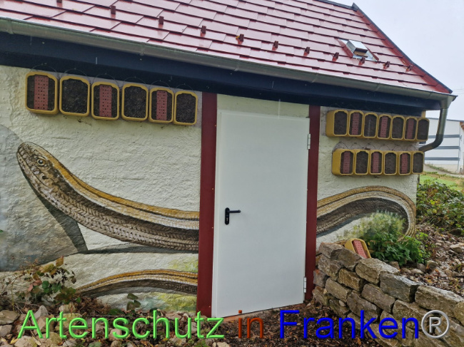 © Artenschutz in Franken® Bild zum Eintrag (1094995-160)