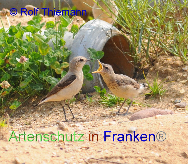 © Artenschutz in Franken® / Rolf Thiemann Bild zum Eintrag (1095066-160)