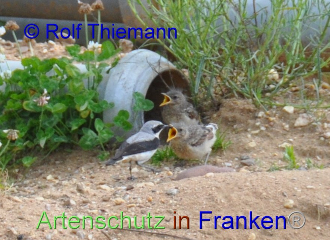 © Artenschutz in Franken® / Rolf Thiemann Bild zum Eintrag (1095068-160)