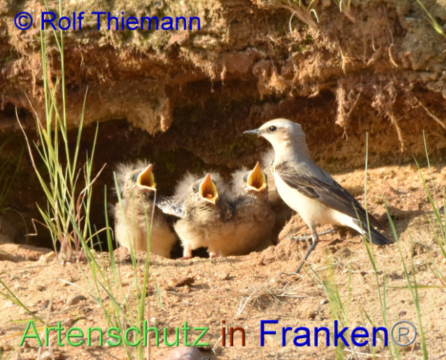 © Artenschutz in Franken® / Rolf Thiemann Bild zum Eintrag (1095069-160)