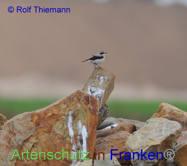 © Artenschutz in Franken® / Rolf Thiemann Bild zum Eintrag (1095070-160)