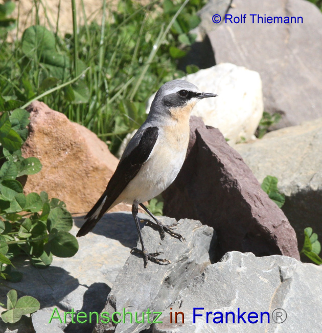 © Artenschutz in Franken® / Rolf Thiemann Bild zum Eintrag (1095071-160)