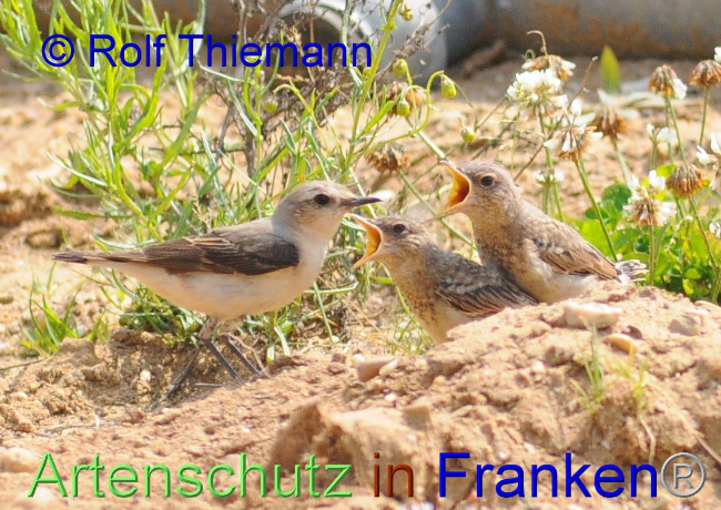 © Artenschutz in Franken® / Rolf Thiemann Bild zum Eintrag (1095073-160)