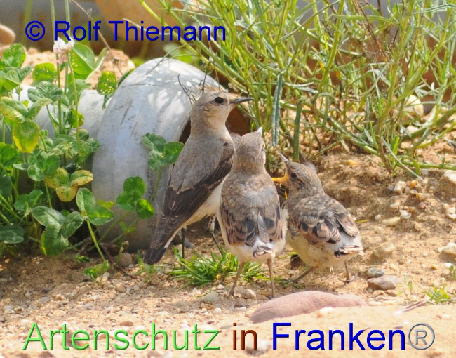© Artenschutz in Franken® / Rolf Thiemann Bild zum Eintrag (1095075-160)
