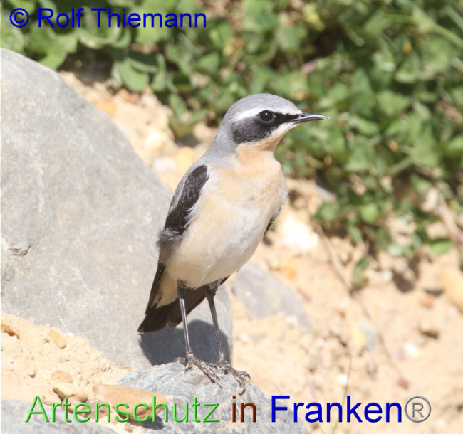 © Artenschutz in Franken® / Rolf Thiemann Bild zum Eintrag (1095076-160)