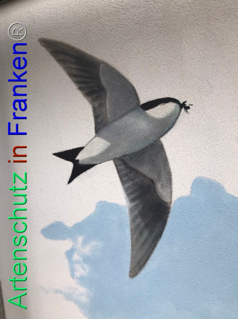 © Artenschutz in Franken® Bild zum Eintrag (1095193-160)