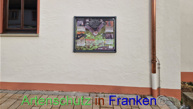 © Artenschutz in Franken® Bild zum Eintrag (1095765-160)