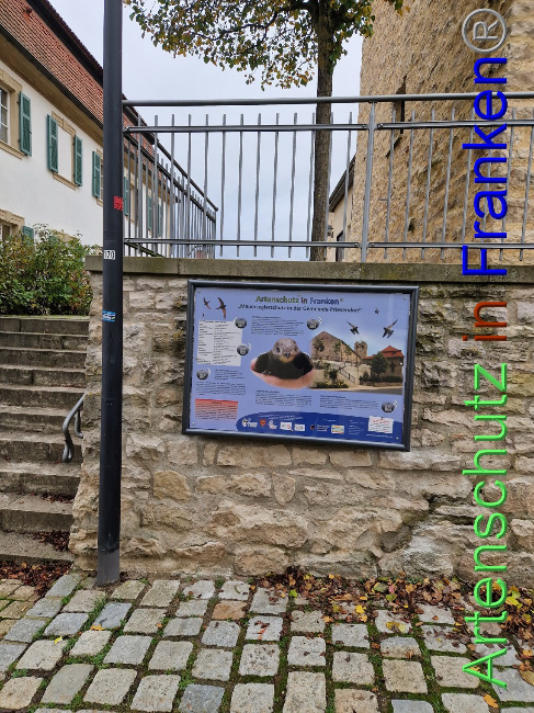 © Artenschutz in Franken® Bild zum Eintrag (1095767-160)