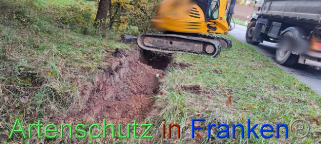 © Artenschutz in Franken® Bild zum Eintrag (1096000-160)