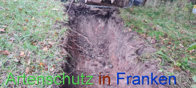 © Artenschutz in Franken® Bild zum Eintrag (1096006-160)