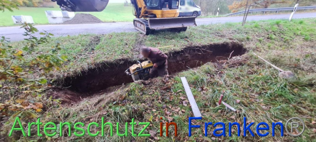 © Artenschutz in Franken® Bild zum Eintrag (1096015-160)