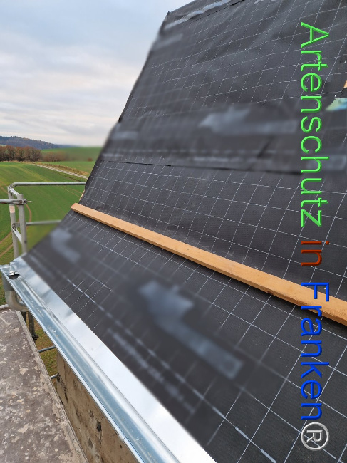 © Artenschutz in Franken® Bild zum Eintrag (1096751-160)