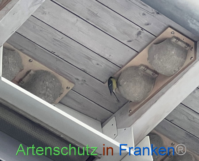 © Artenschutz in Franken® Bild zum Eintrag (1097491-160)