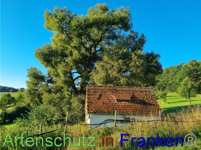 © Artenschutz in Franken® Bild zum Eintrag (1097748-160)