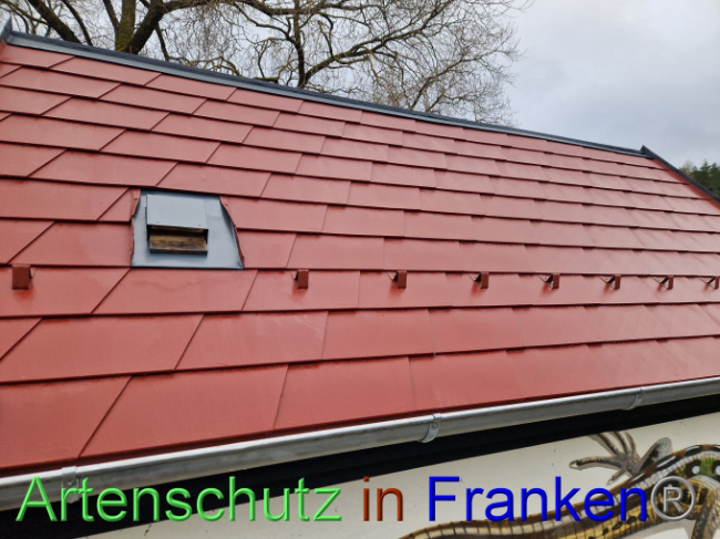 © Artenschutz in Franken® Bild zum Eintrag (1097752-160)