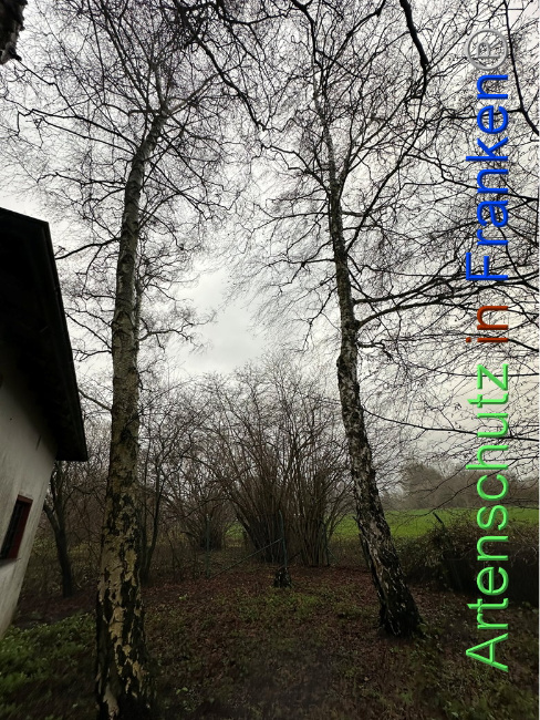 © Artenschutz in Franken® / Vehoff Bild zum Eintrag (1097876-160)