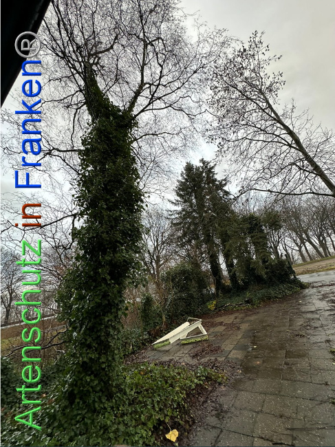 © Artenschutz in Franken® / Vehoff Bild zum Eintrag (1097877-160)